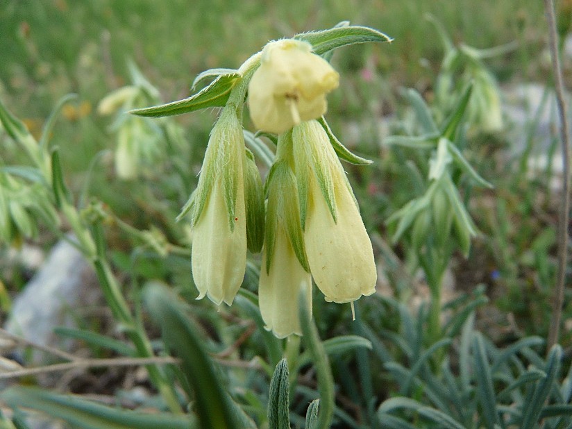 Onosma echioides / Viperina comune
